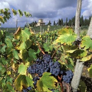Sangiovese grapes near Panzano