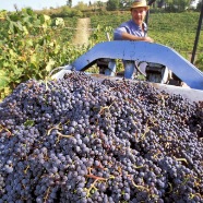 The Wine Harvest in the Castello di Ama estate near Radda in Chianti